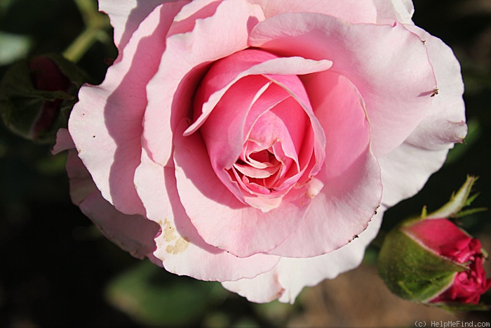 'Our Lady of Guadalupe ™' rose photo
