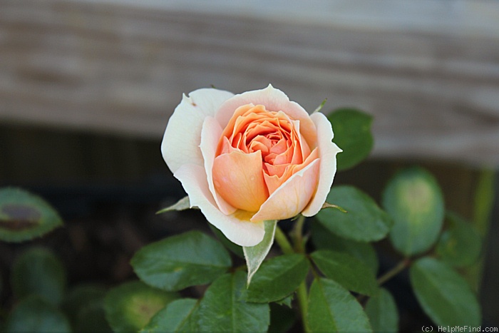 'Cream Veranda ®' rose photo