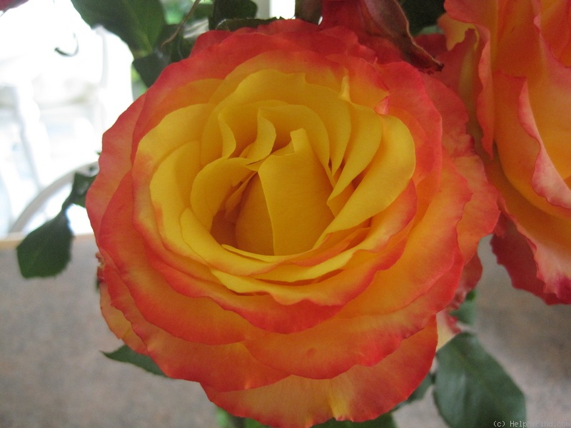 'Tequila Sunrise' rose photo