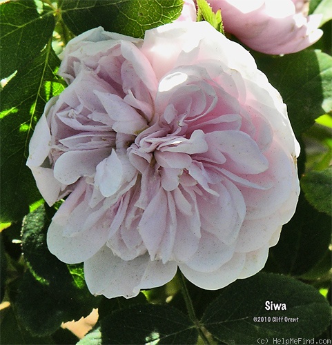 'Siwa' rose photo