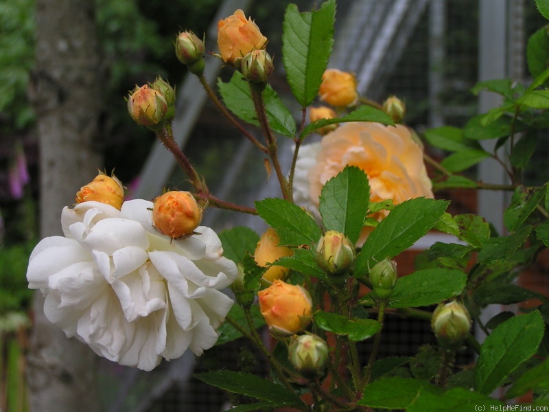 'Ghislaine de Féligonde' rose photo