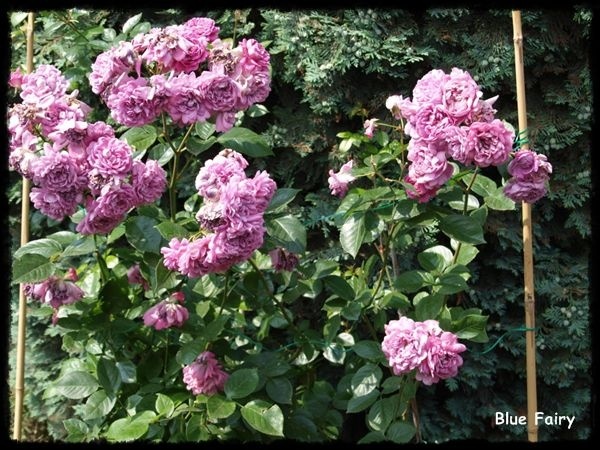'Blue Fairy' rose, click to enlarge 'Blue Fairy' rose photo