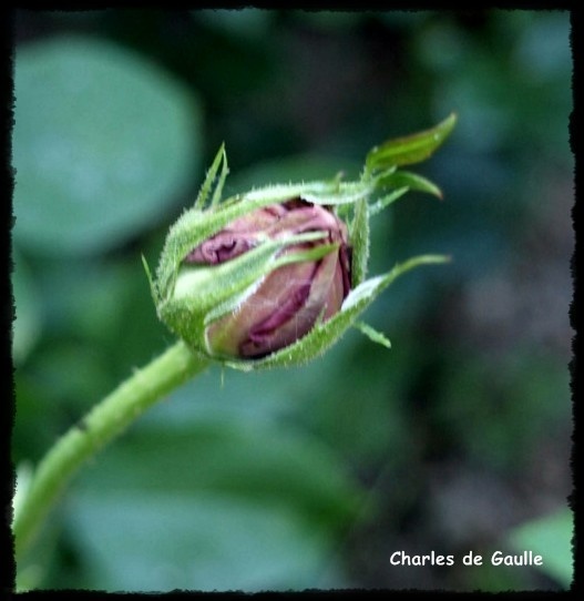 'Charles de Gaulle ®' rose photo