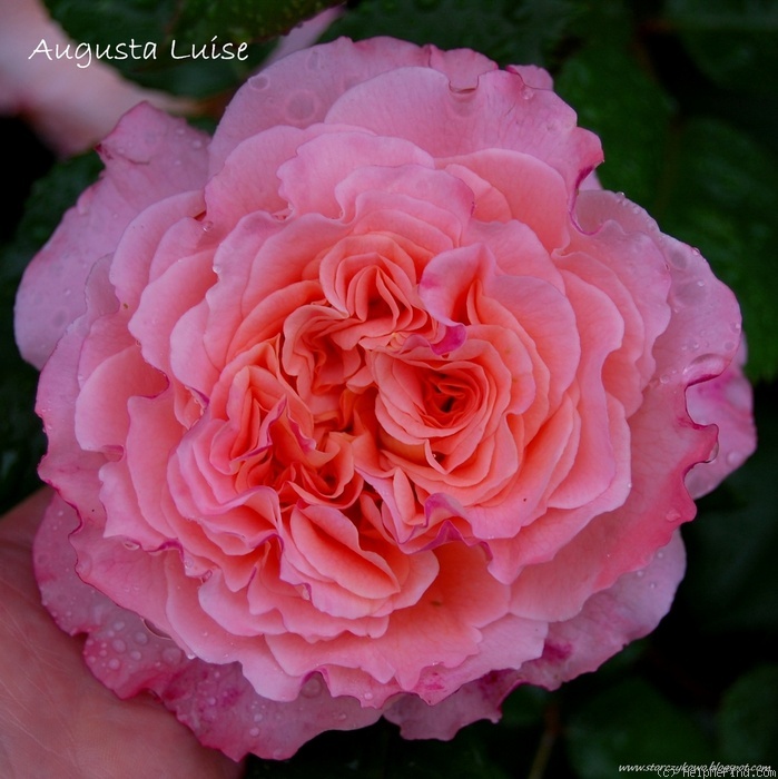 'Augusta Luise ® (Hybrid Tea, Evers, 1999)' rose photo