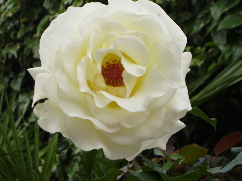 'Peaudouce' rose photo