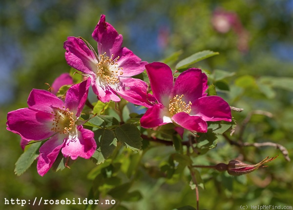 '<i>Rosa oxyodon</i> Boiss.' rose photo