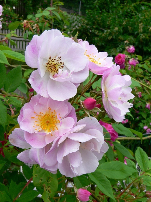 'Anna Maaskerstingjost' rose photo