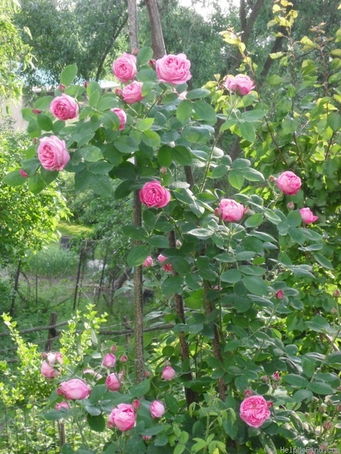 'Coupe d'Hébé (cl. bourbon, Laffay, 1840)' rose photo