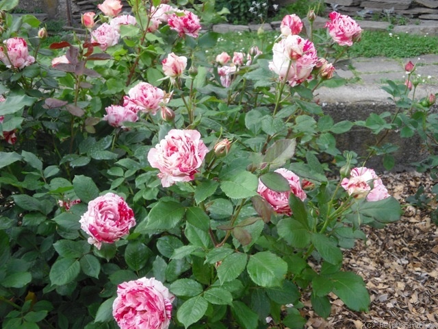 'Scentimental ™ (floribunda, Carruth, 1996)' rose photo