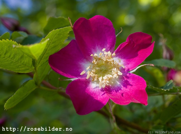 'R. oxyodon' rose photo
