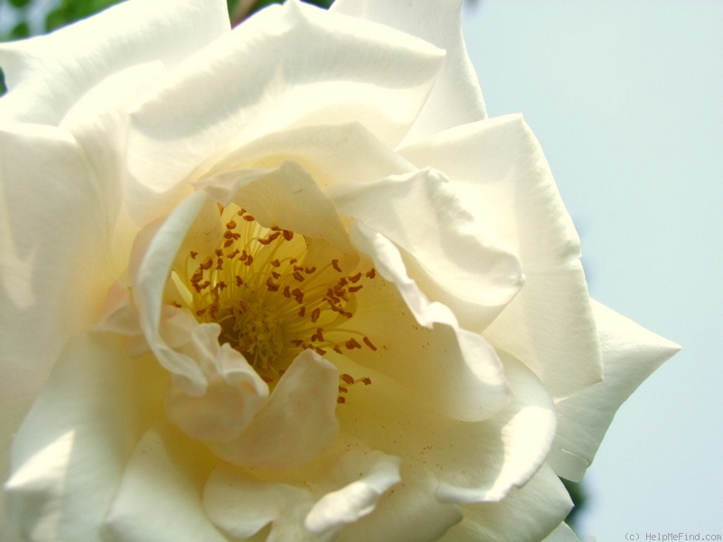'Belle Blanche' rose photo