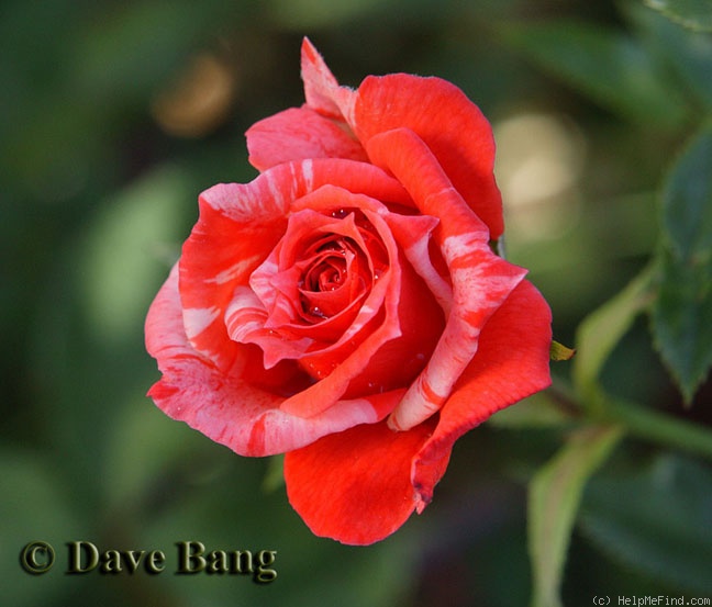 'Canoodling' rose photo