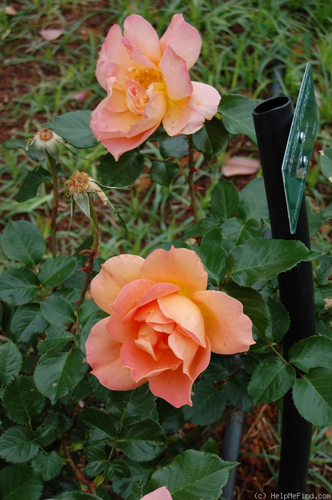 'Angèle Pernet (pernetiana, Pernet-Ducher 1923)' rose, click to enlarge 'Angèle Pernet (pernetiana, Pernet-Ducher 1923)' rose photo