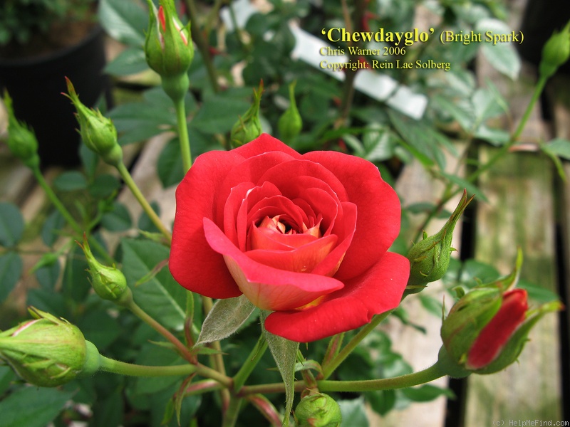 'Chewdayglo' rose photo