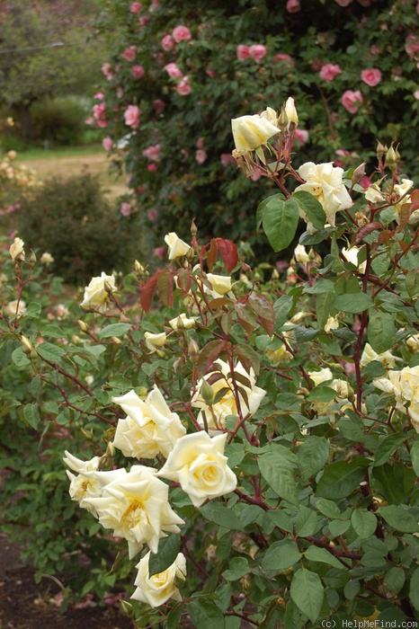 'Isabella Sprunt' rose photo