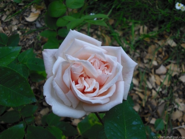 'Baronne Henriette de Snoy' rose photo