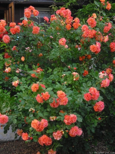 'Westerland (Shrub, Kordes, 1969)' rose photo