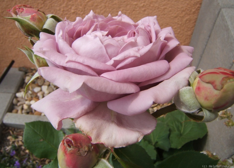 'Novalis ®' rose photo