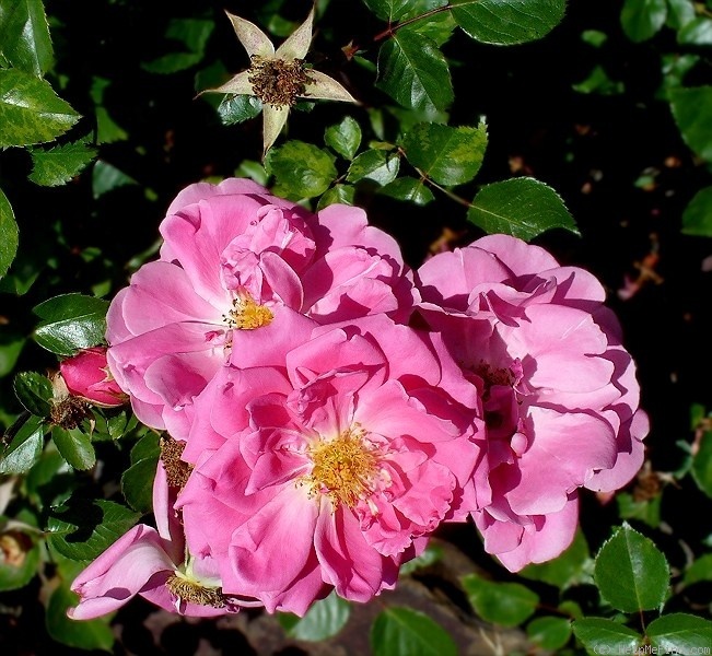 'Marjory Palmer' rose photo