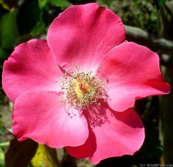 'Nancy Hayward' rose photo