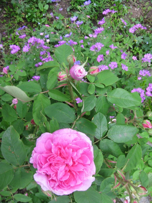 'Comte de Chambord - in commerce (possibly 'Mme Boll')' rose photo