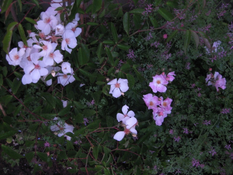 'R. moschata' rose photo