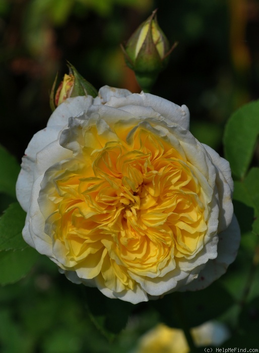 'The Pilgrim ®' rose photo