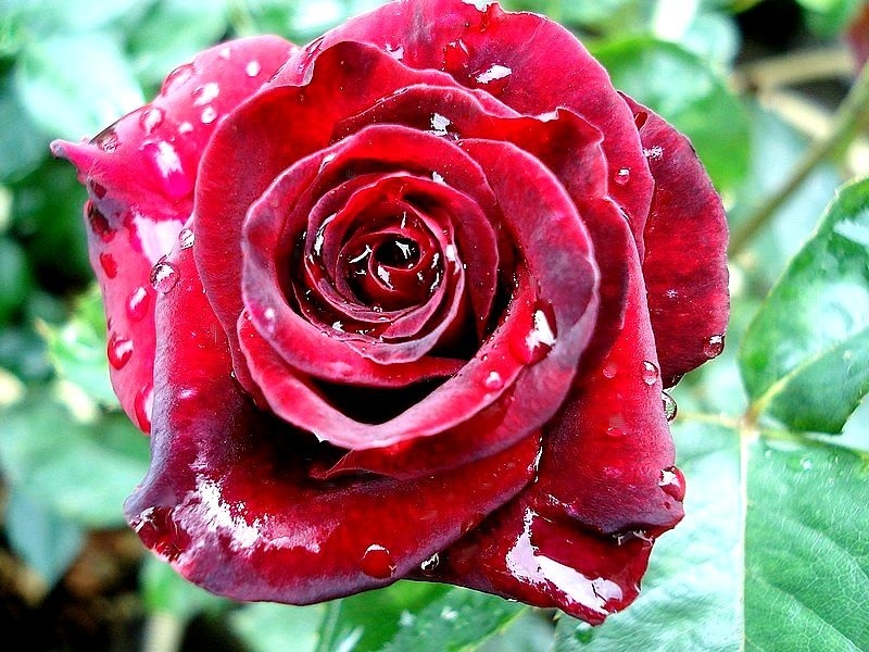 'Black Baccara ™' rose photo