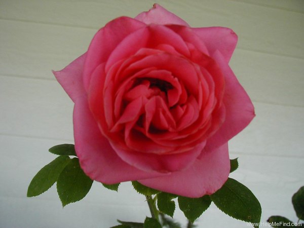 'Great Scott' rose photo