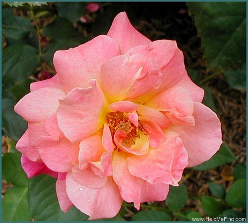 'Talisman (hybrid tea, Montgomery 1929)' rose photo