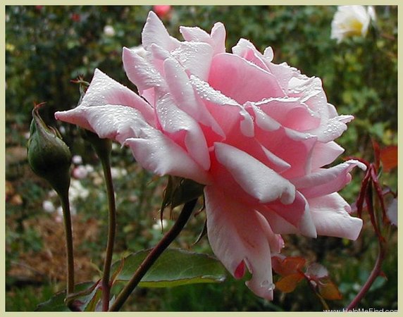 'Lady Mary Fitzwilliam' rose photo