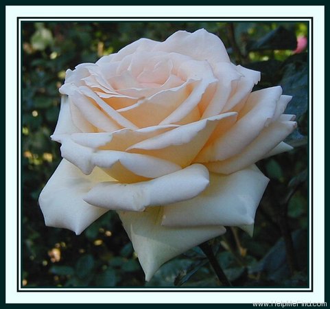 'Fresh Cream (hybrid tea, Kordes, 1991)' rose photo