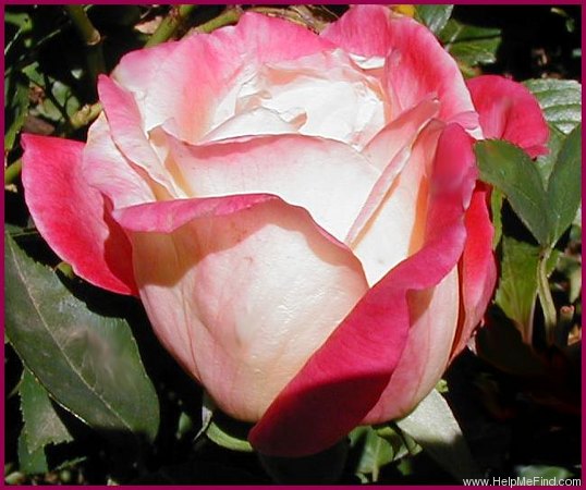 'Hugo Roller' rose, click to enlarge 'Hugo Roller' rose photo