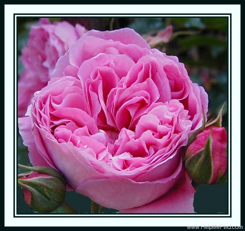 'Portmeirion' rose photo