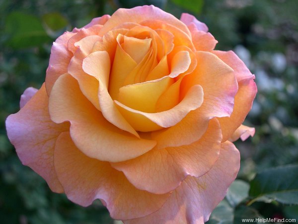 'Adolph Horstmann' rose photo