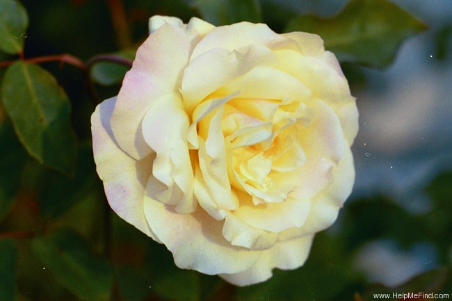 'Mrs. Dudley Cross (Tea, Paul, 1907)' rose photo