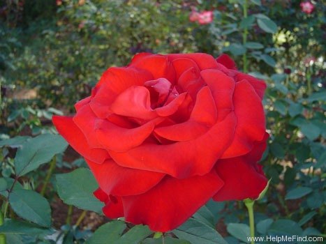 'Opening Night ™' rose photo