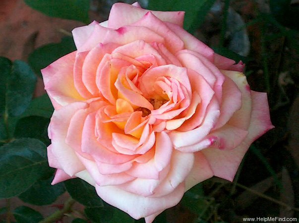 'Mr. Chips' rose photo