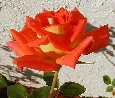 'Citrus Candy' rose photo