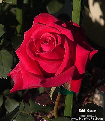 'Table Queen' rose photo