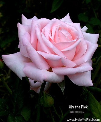 'Lily the Pink' rose photo