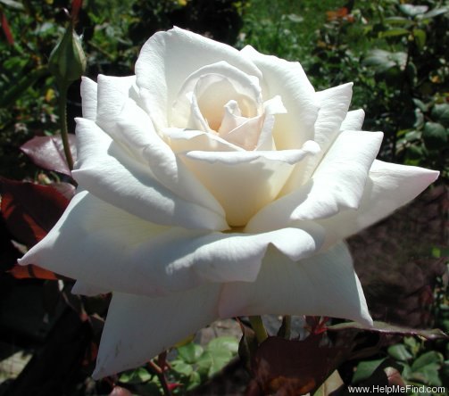 'Delicate Lady' rose photo