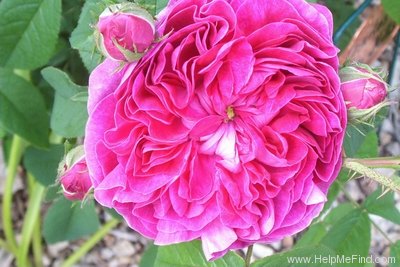 'Charles de Mills' rose photo