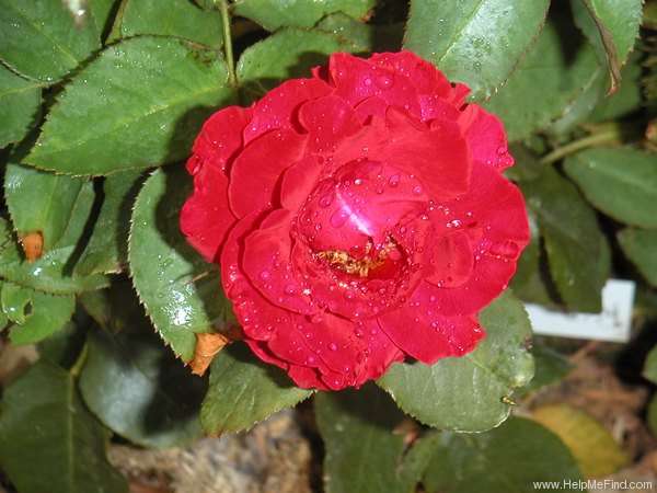 'Red Velvet ® (hybrid tea, Evers/Tantau, 1994)' rose photo