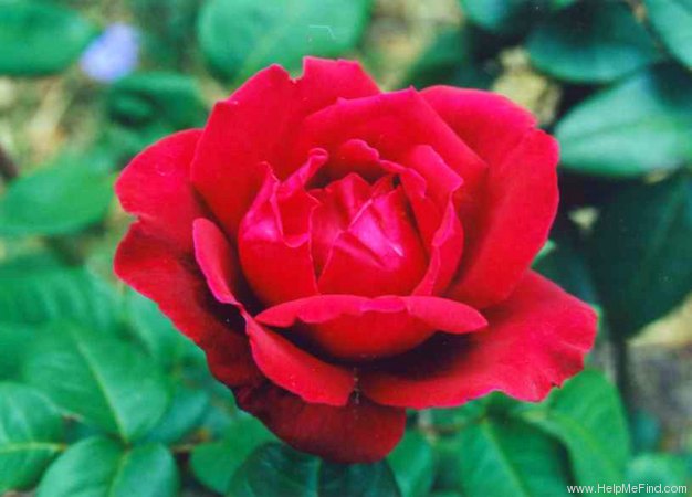'Ekstase' rose photo