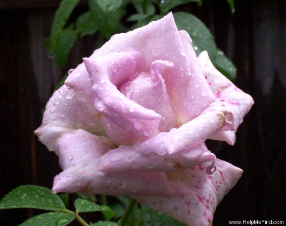 'Lagerfeld' rose photo