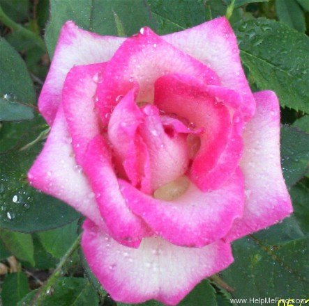 'Better Homes & Gardens Diamond Jubilee ™' rose photo