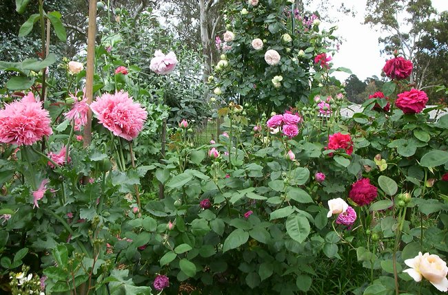 'Lyn's Rose Garden'  photo