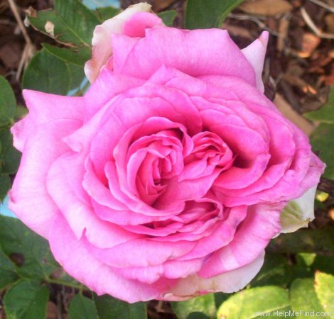 'Ultimate Pink ™' rose photo