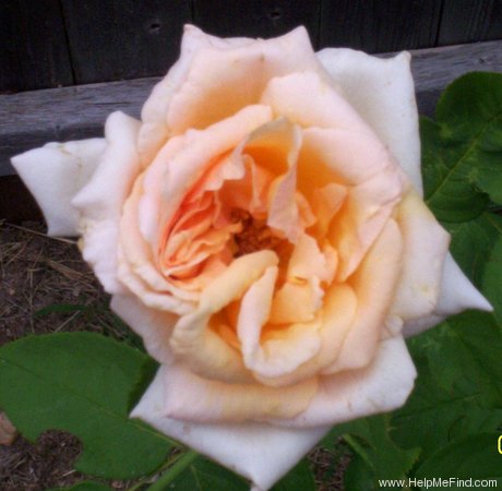 'Medallion ®' rose photo